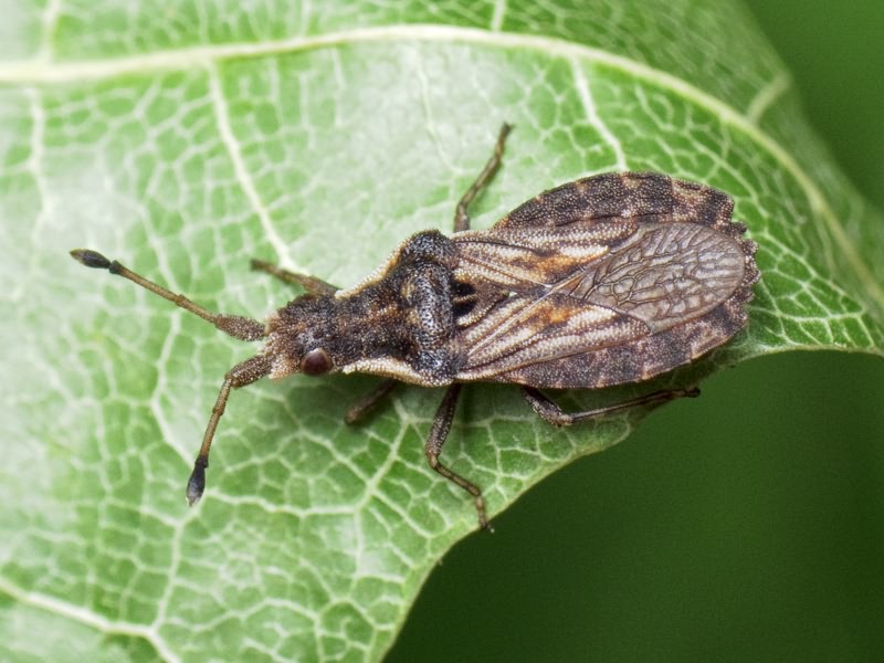 Spathocera dalmanii (Schilling, 1829)